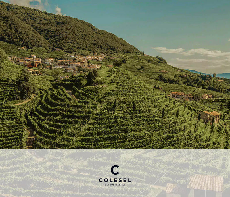 Weinreben auf Hügeln der Weinkellerei Colesel