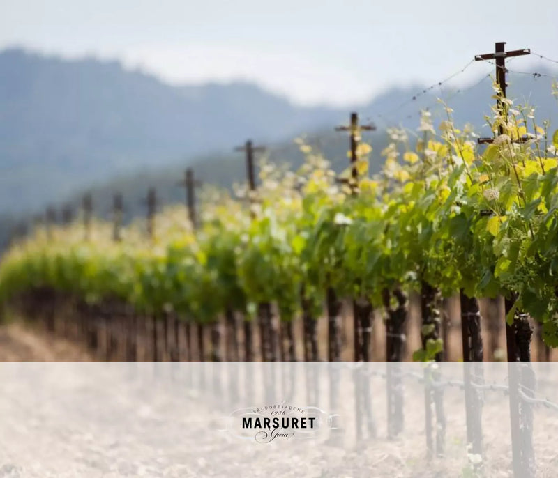 Weinreben Landschaft der Weinkellerei Marsuret